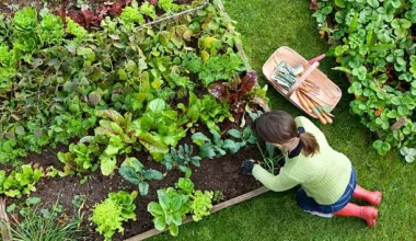 The Most Important Garden Tools and Equipments