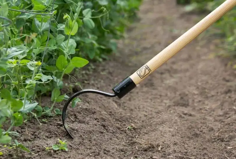The CobraHead Weeder and Cultivator in Action Long-Handled