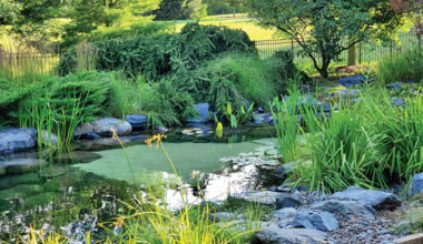 How to convert your pond to a garden