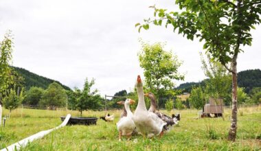 Weeder Geese for weed control