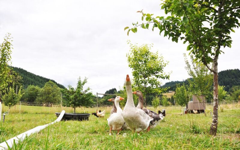 Weeder Geese for weed control