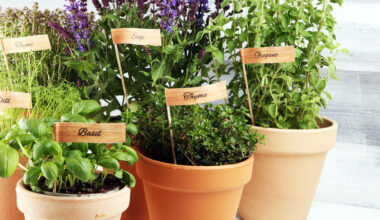 grow herbs indoors