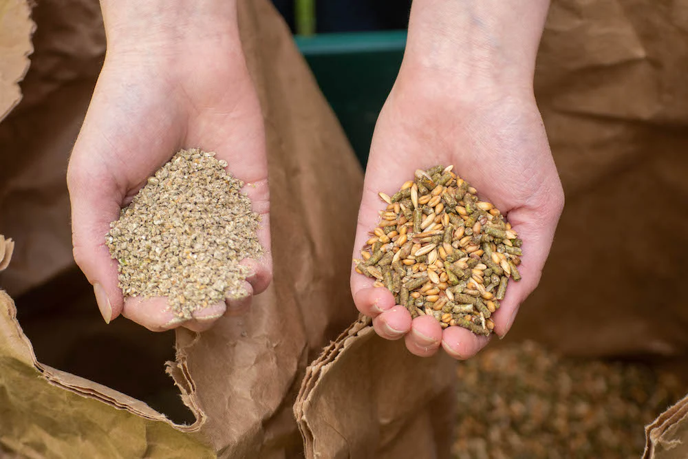 crumbles or pellets. Which is best for your chickens