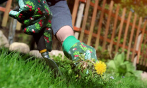 removing of weeds is important for crop survival.