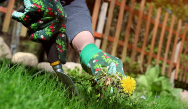 removing of weeds is important for crop survival.