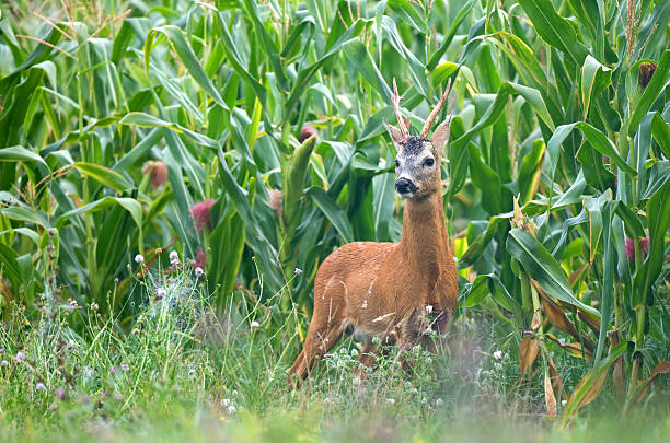 corn nutritional value for deer