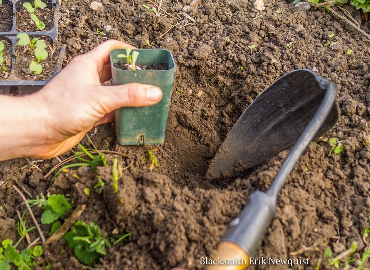 Korean Hand Weeder